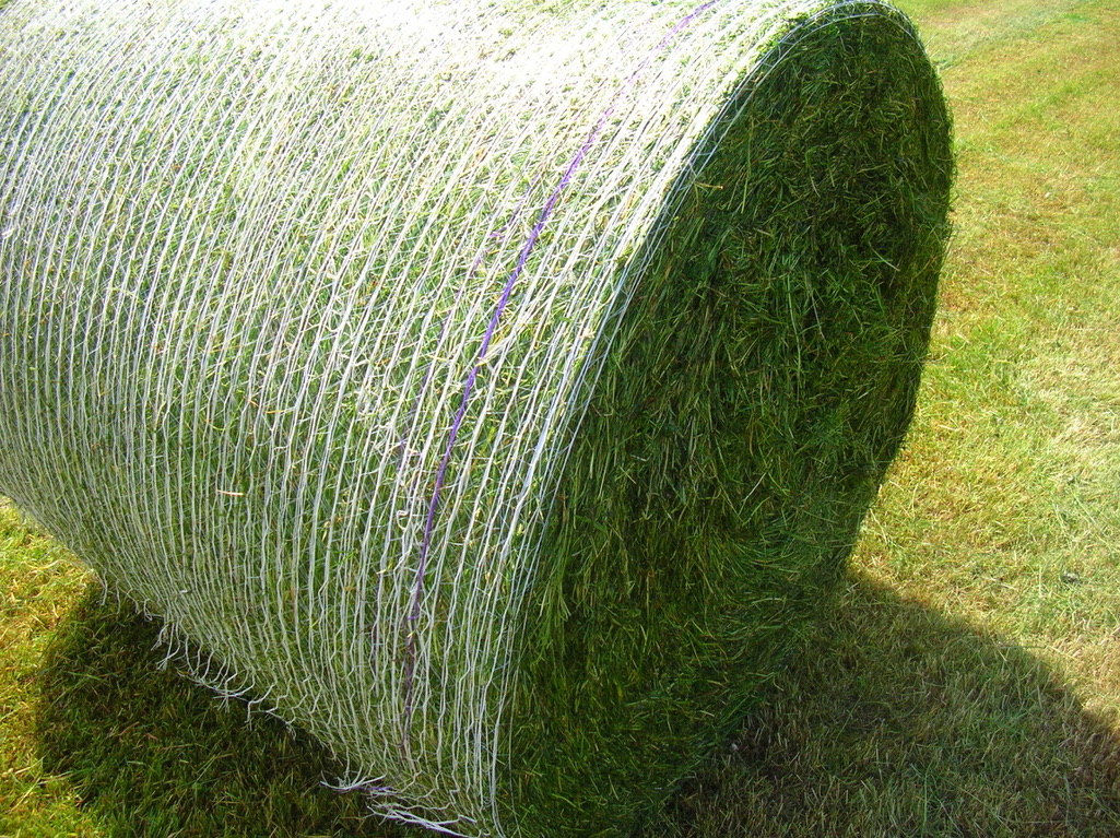 Round hay bales secured with net wrap