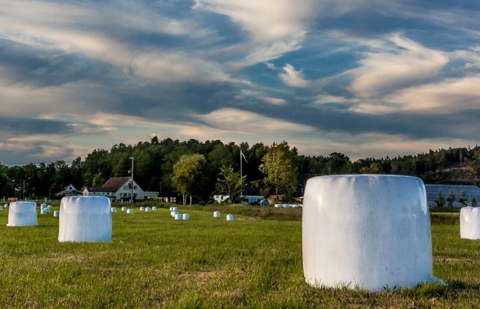 White hay bales wrapped with silage film on a field