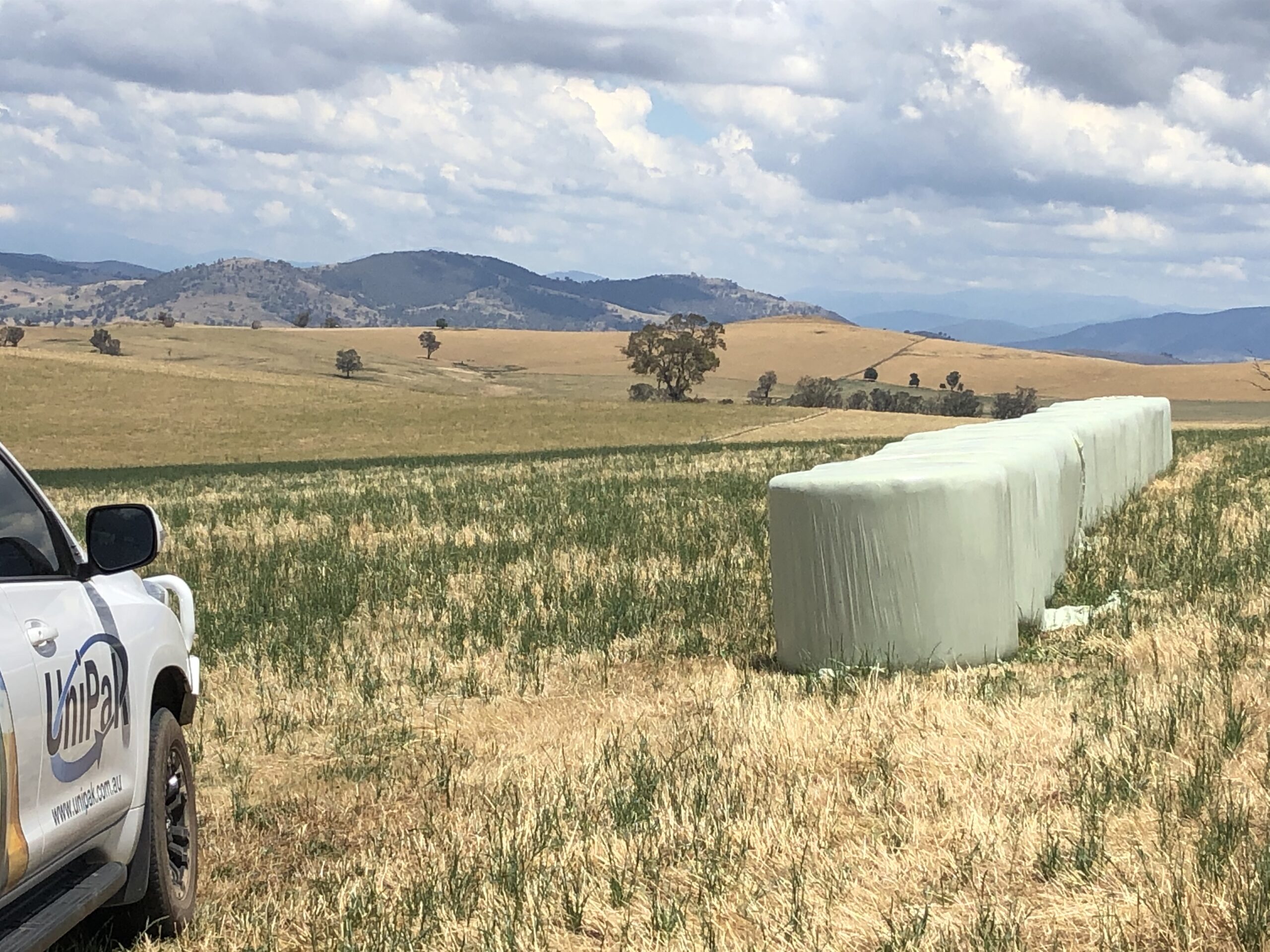 Green hay bales wrapped with silage film on a field